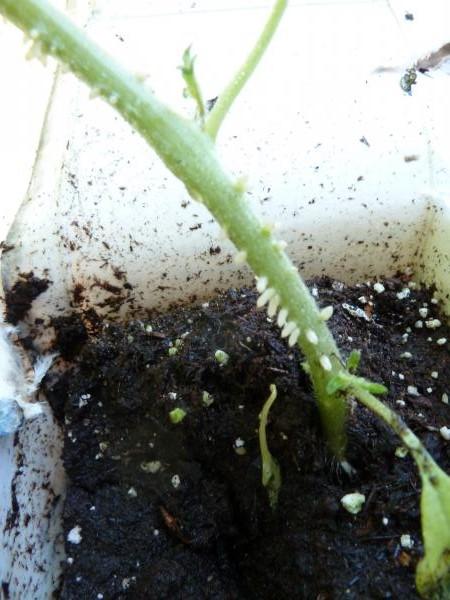 tomato roots